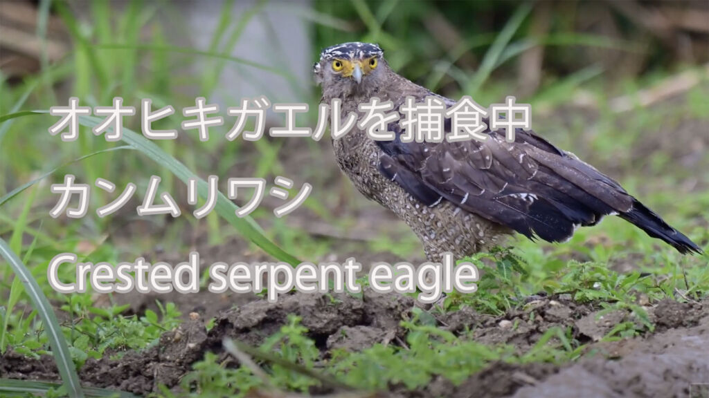 【オオヒキガエルを捕食中】カンムリワシ Crested serpent eagle