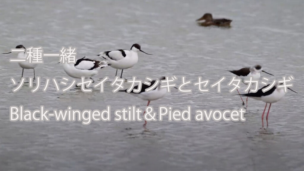 【二種一緒】ソリハシセイタカシギとセイタカシギ  Black-winged stilt＆Pied avocet