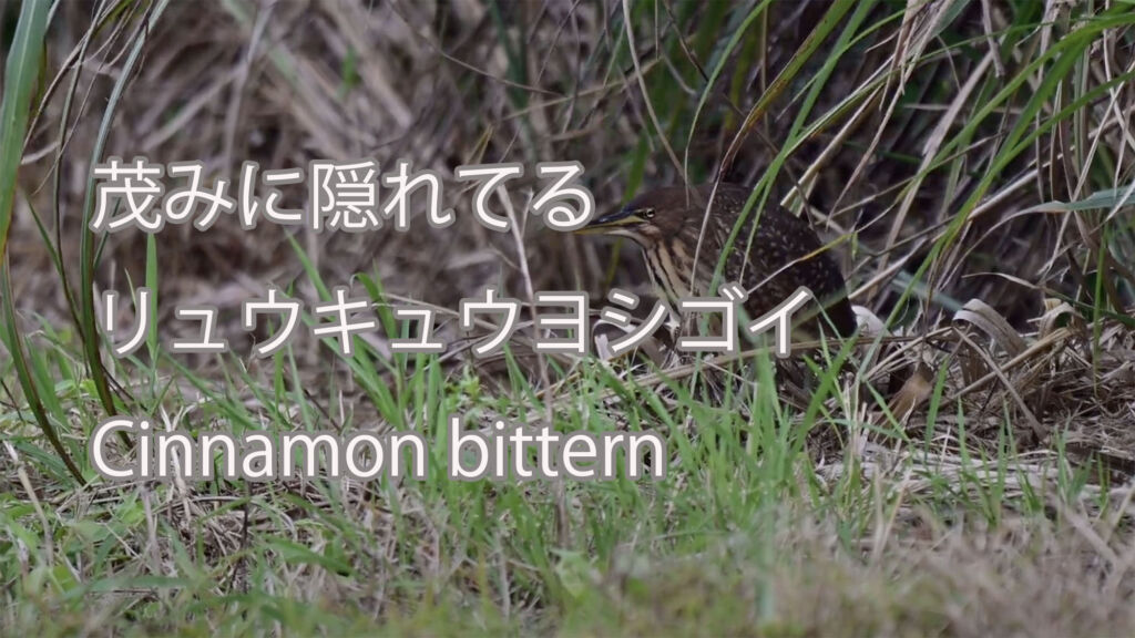 【茂みに隠れてる】リュウキュウヨシゴイ Cinnamon bittern