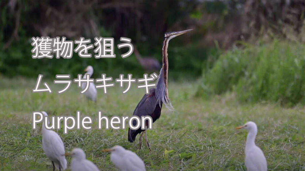 【獲物を狙う】ムラサキサギ Purple heron