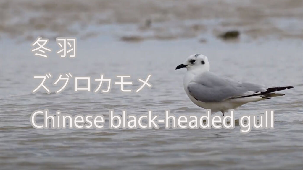 【冬羽】ズグロカモメ Chinese black-headed gull