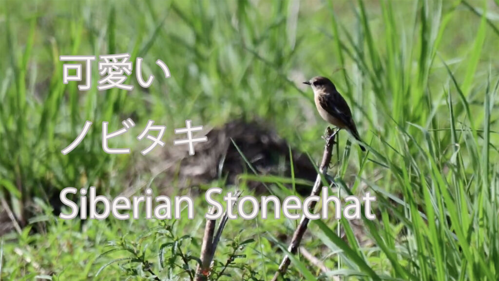 【可愛い】 ノビタキ  Siberian Stonechat