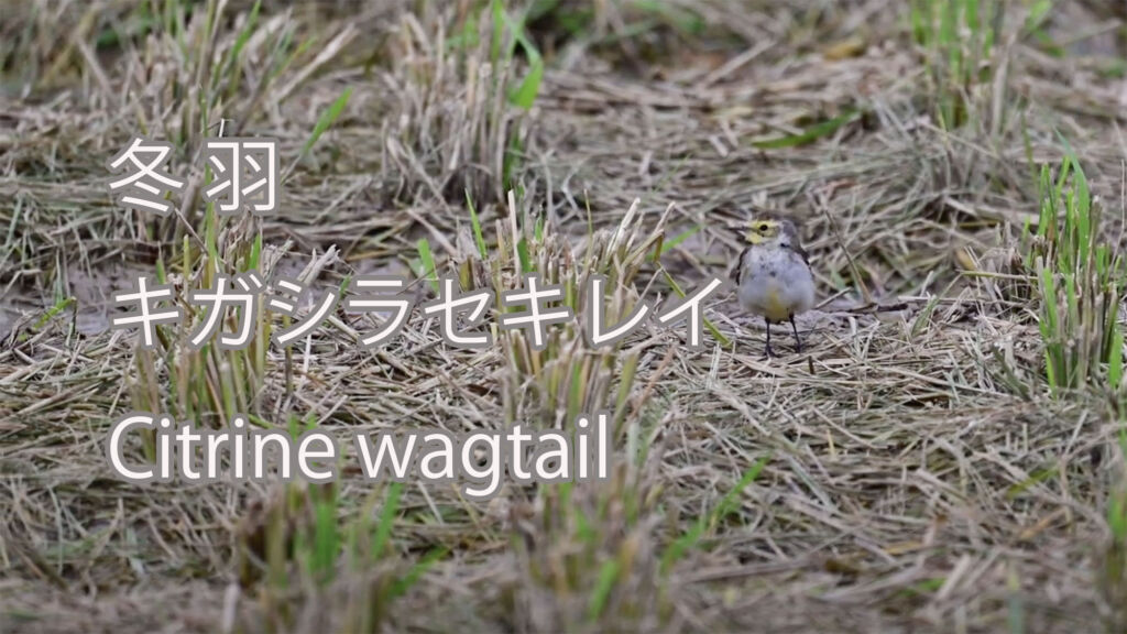 【冬羽】キガシラセキレイ Citrine wagtail