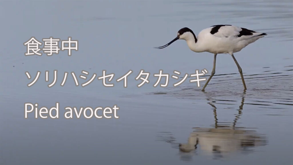 【食事中】ソリハシセイタカシギ Pied avocet