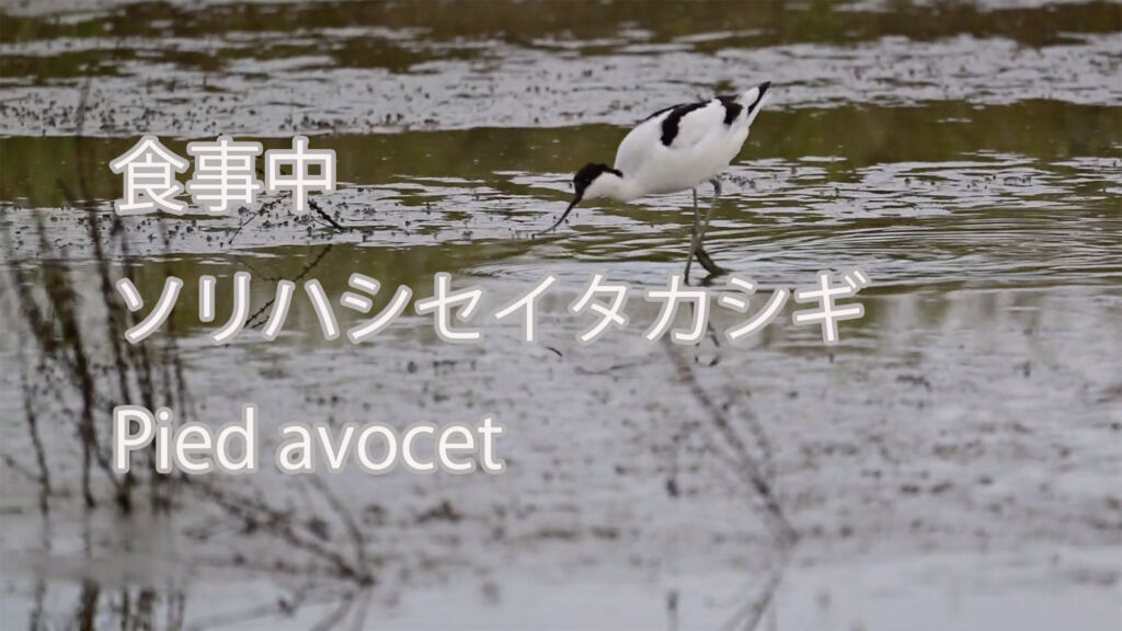 【食事中】ソリハシセイタカシギ Pied avocet