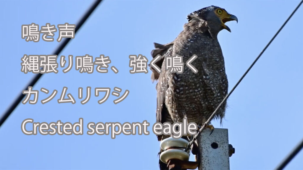 【鳴き声】縄張り鳴き、強く鳴くカンムリワシ Crested serpent eagle