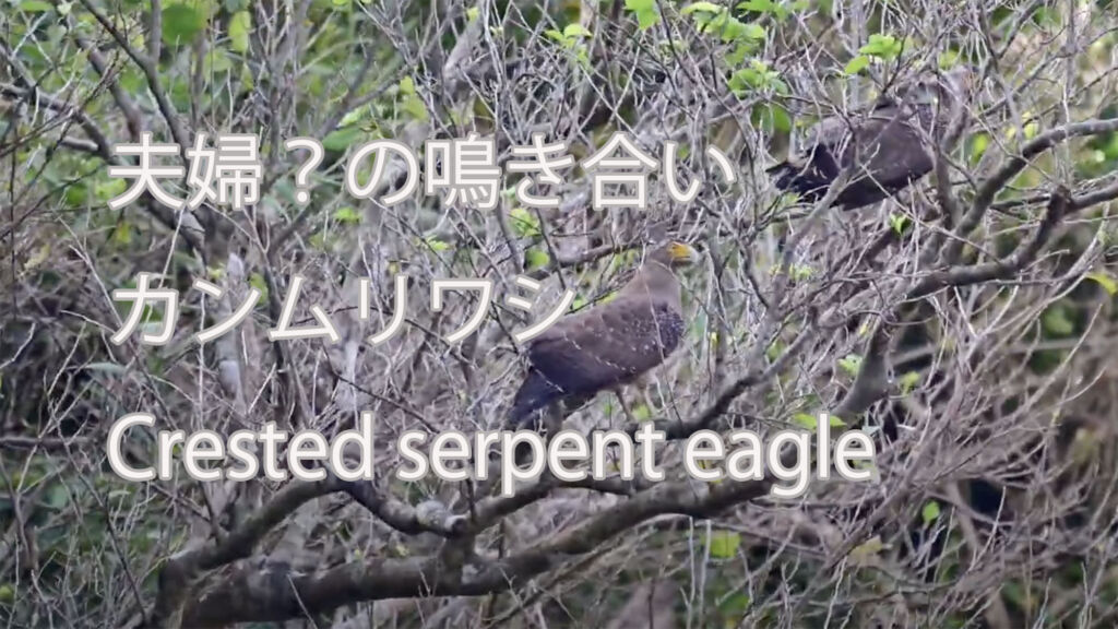 【夫婦？の鳴き合い】カンムリワシ Crested serpent eagle