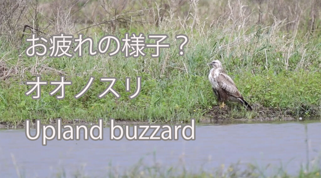 【お疲れの様子？】オオノスリ Upland buzzard