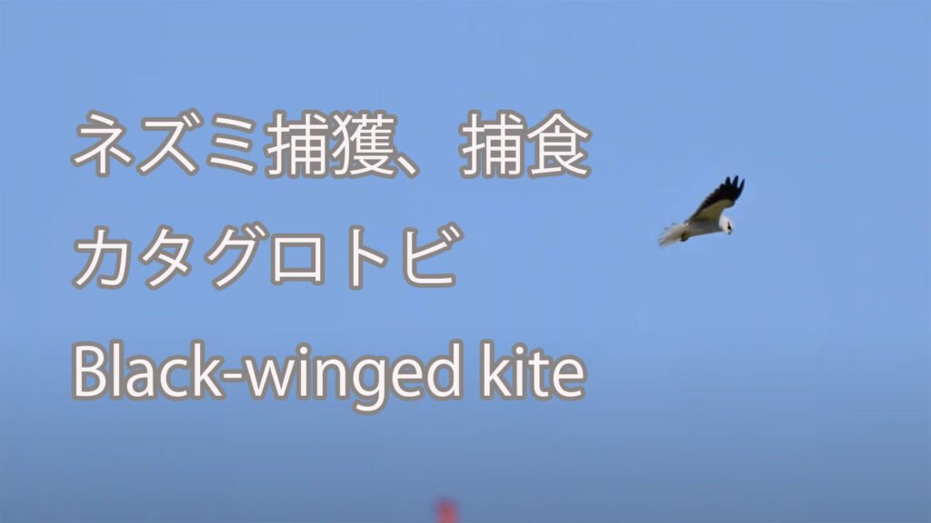 【ネズミ捕獲、捕食】カタグロトビ Black-winged kite