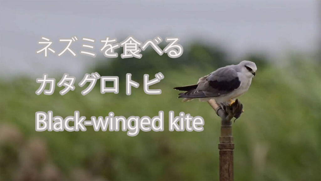 【ネズミを食べる】カタグロトビ Black-winged kite