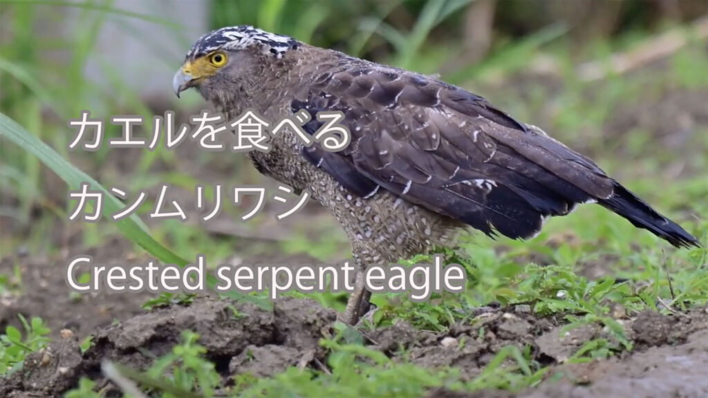 【カエルを食べる】カンムリワシ Crested serpent eagle