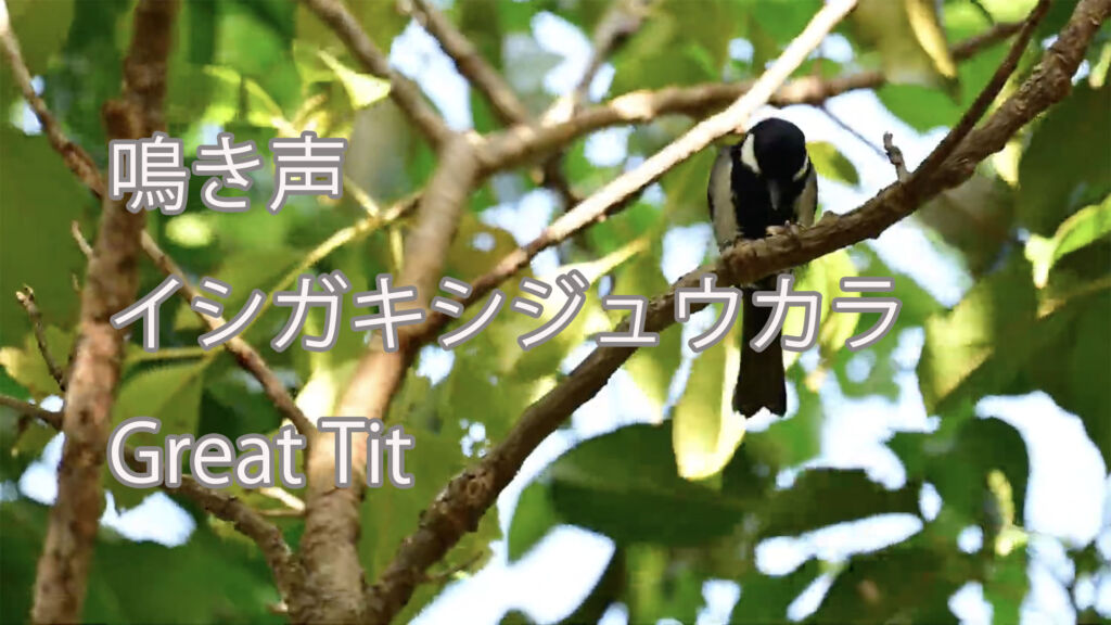 【鳴き声】イシガキシジュウカラ Great Tit