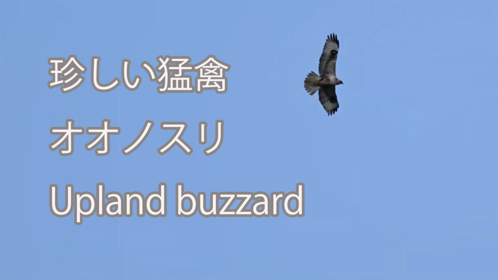 【珍しい猛禽】オオノスリ Upland buzzard