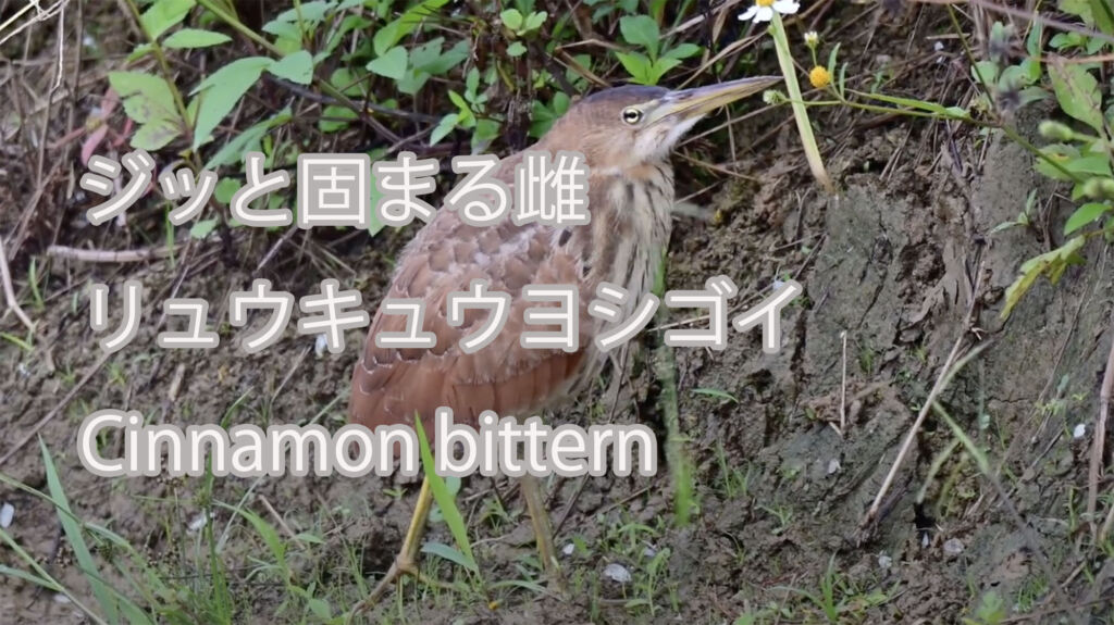 【ジッと固まる雌】リュウキュウヨシゴイ Cinnamon bittern