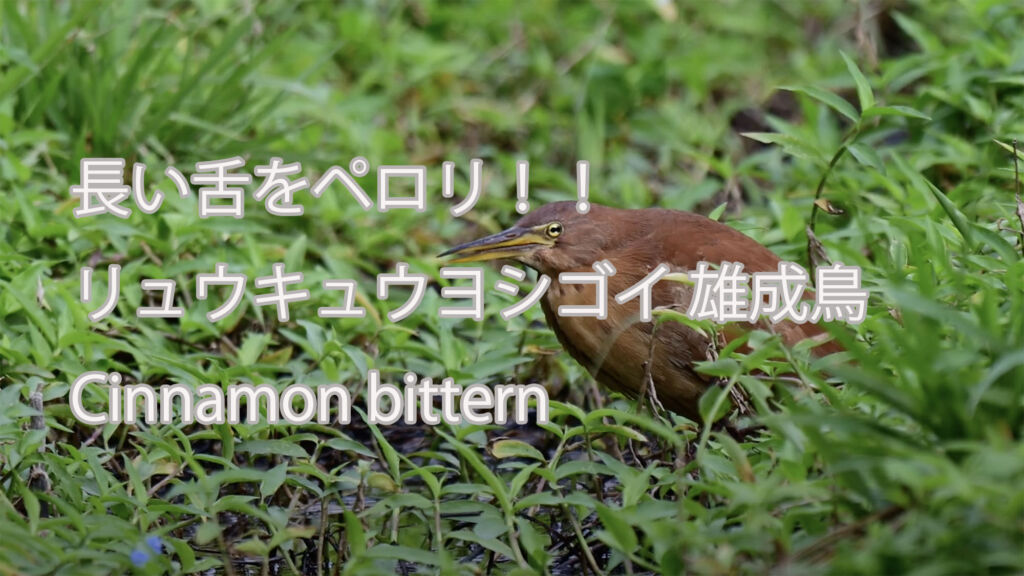 【長い舌をペロリ】 リュウキュウヨシゴイ 雄成鳥  Cinnamon bittern