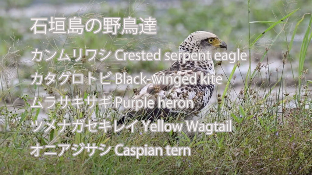 【石垣島の野鳥達】カンムリワシ、カタグロトビ、ムラサキサギ、ツメナガセキレイ、オニアジサシ