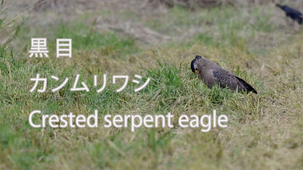 【黒目】カンムリワシ Crested serpent eagle