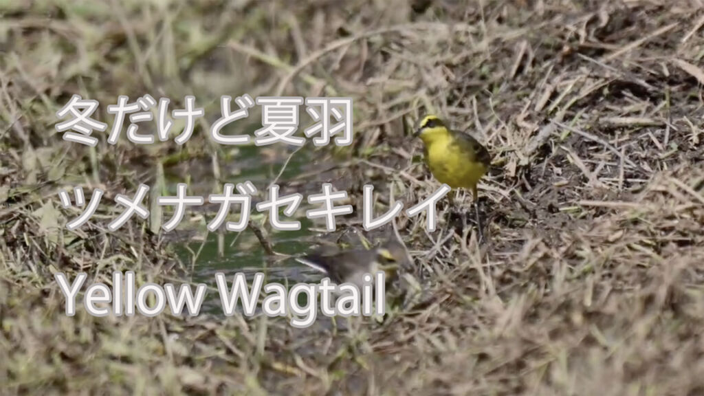 【冬だけど夏羽】ツメナガセキレイ Yellow Wagtail