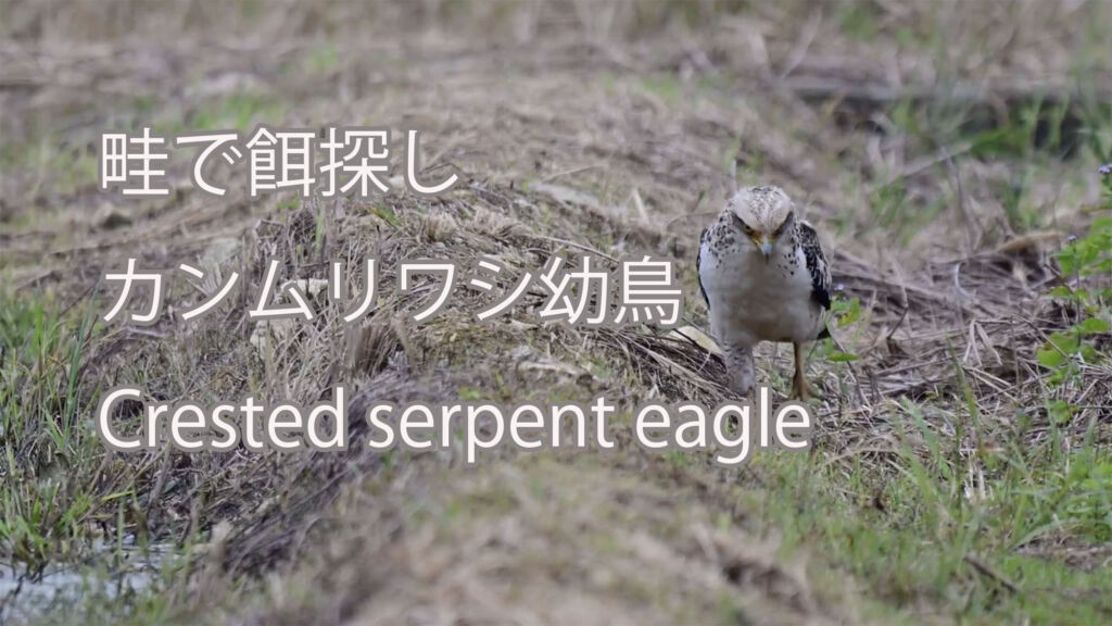 【畦で餌探し】カンムリワシ幼鳥 Crested serpent eagle