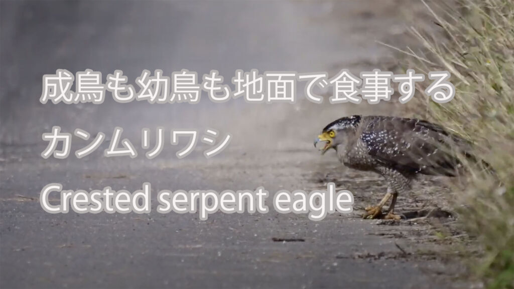 【成鳥も幼鳥も地面で食事する】 カンムリワシ Crested serpent eagle