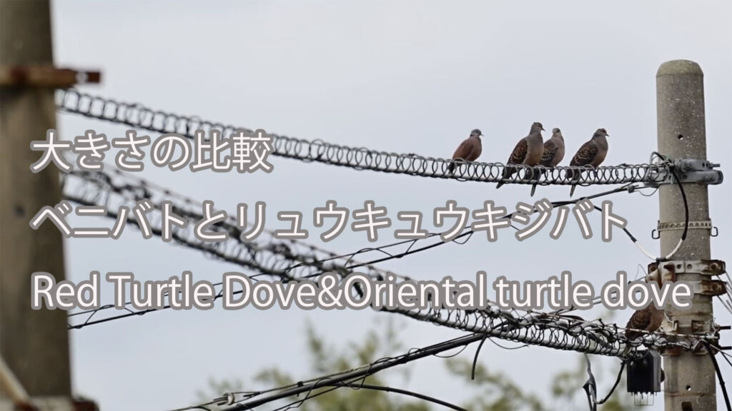 【大きさの比較】ベニバトとリュウキュウキジバト Red Turtle Dove&Oriental turtle dove