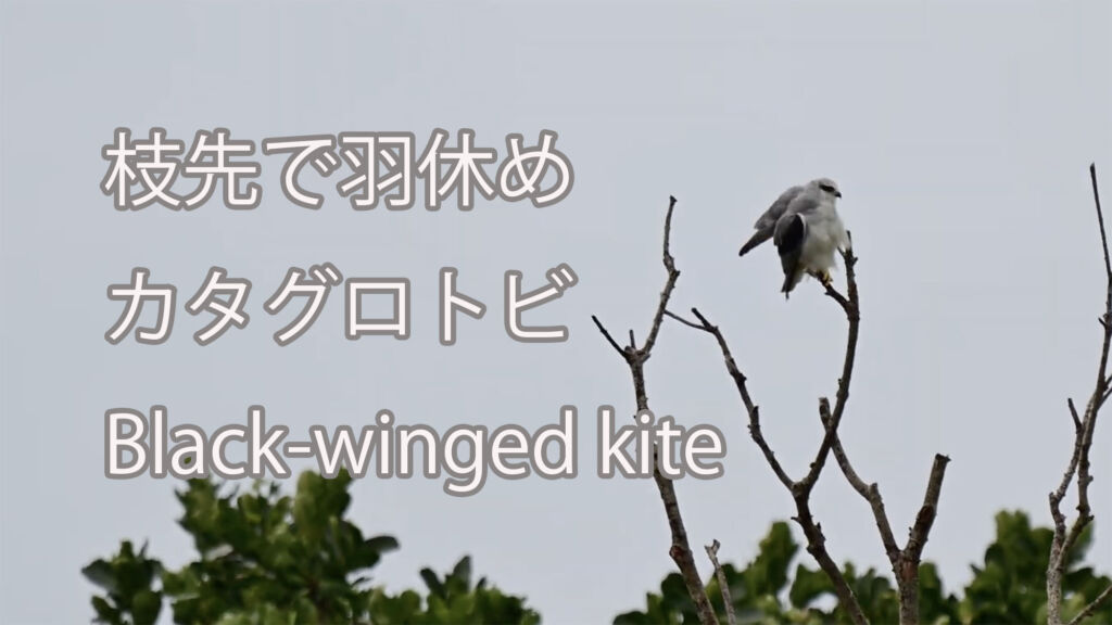 【枝先で羽休め】カタグロトビ Black-winged kite