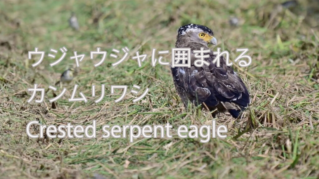 【ウジャウジャに囲まれる】カンムリワシ Crested serpent eagle（ツメナガセキレイ Yellow Wagtail）