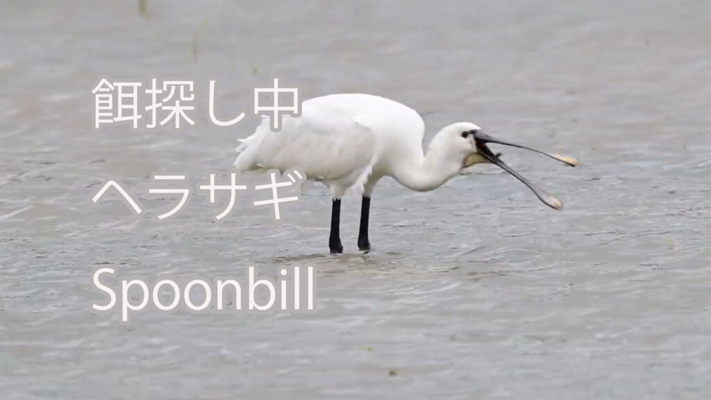 【餌探し中】ヘラサギ Spoonbill