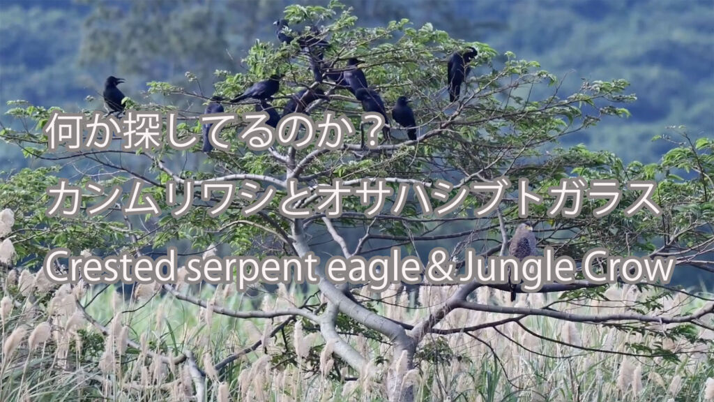 【何か探してるのか？】カンムリワシとオサハシブトガラス Crested serpent eagle＆Jungle Crow