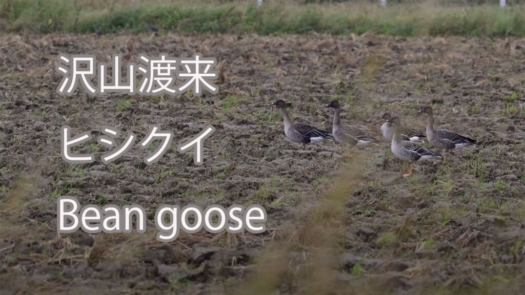 【沢山渡来】ヒシクイ Bean goose