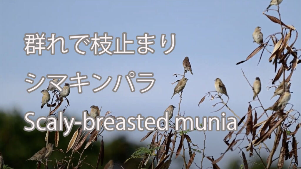 【群れで枝止まり】シマキンパラ Scaly-breasted munia