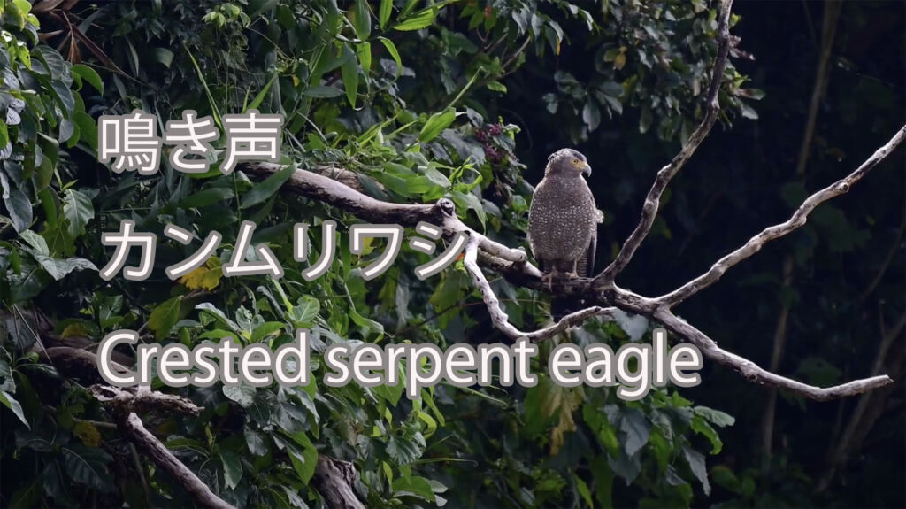 【鳴き声】カンムリワシ Crested serpent eagle