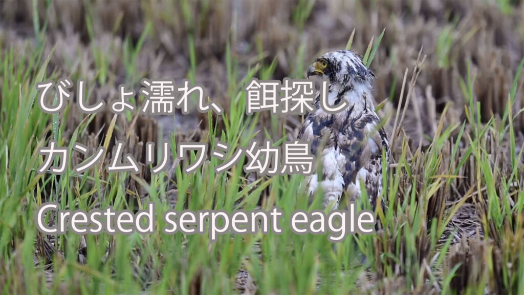 【びしょ濡れ、餌探し】カンムリワシ幼鳥 Crested serpent eagle