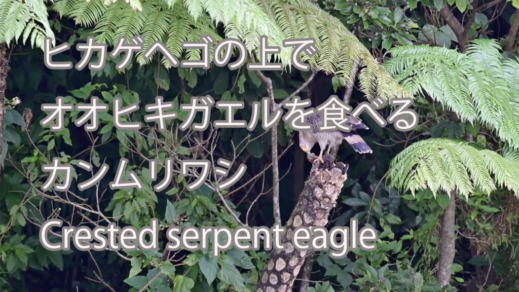 【ヒカゲヘゴの上でオオヒキガエルを食べる】 カンムリワシ  Crested serpent eagle