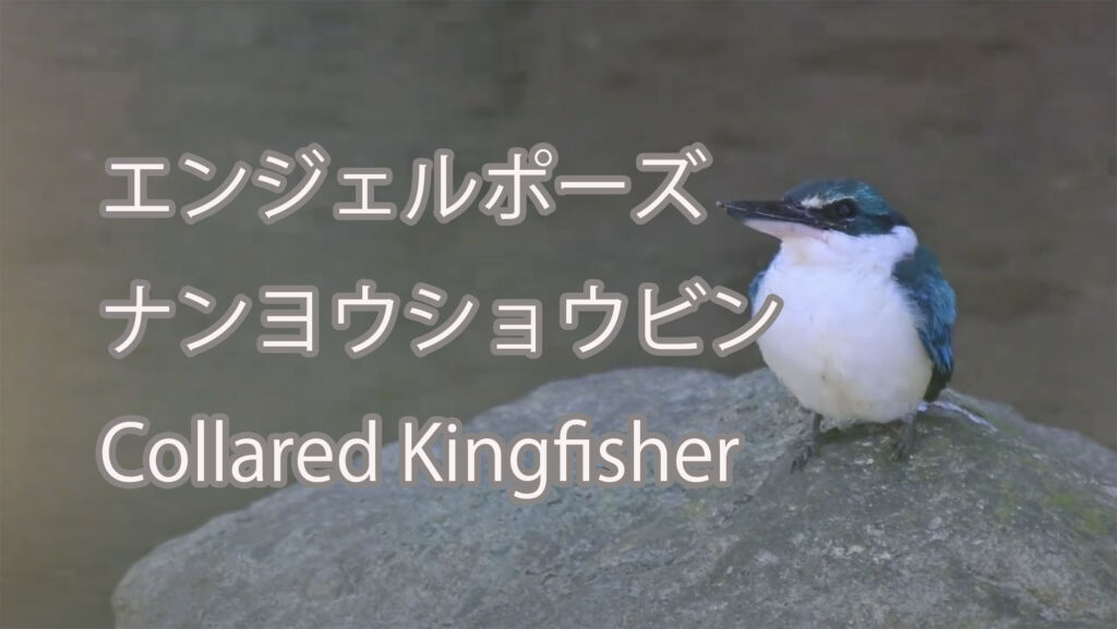 【エンジェルポーズ】ナンヨウショウビン Collared Kingfisher