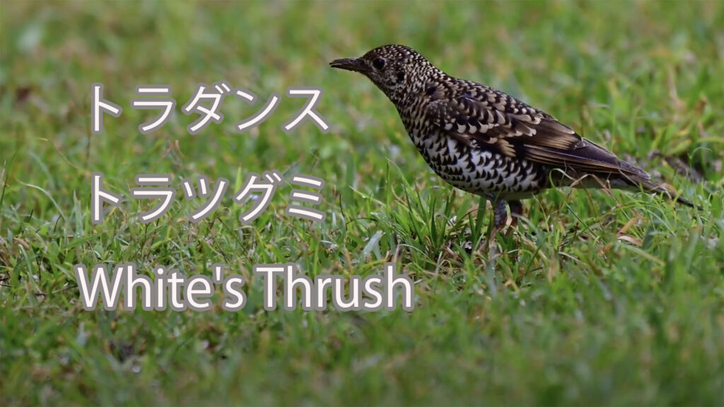 【トラダンス】トラツグミ White's Thrush