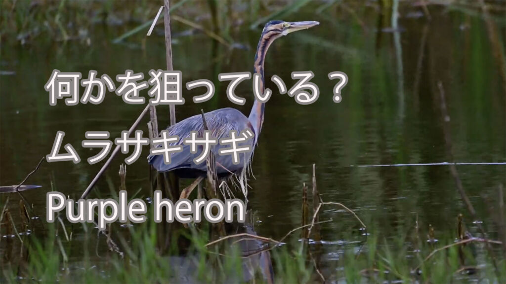 【何かを狙っている？】ムラサキサギ Purple heron