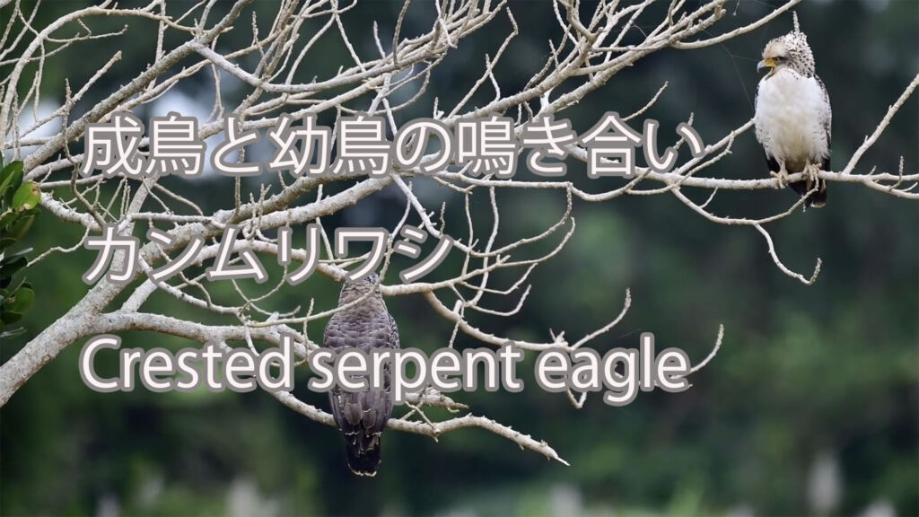 【成鳥と幼鳥の鳴き合い】カンムリワシ Crested serpent eagle