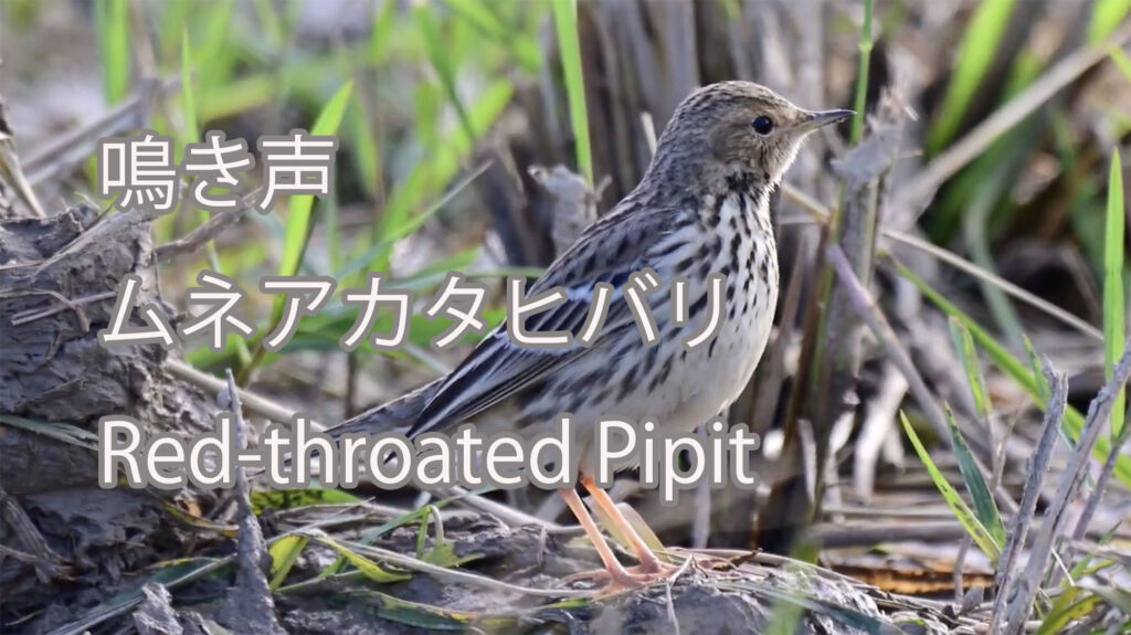 【鳴き声】ムネアカタヒバリ Red-throated Pipit