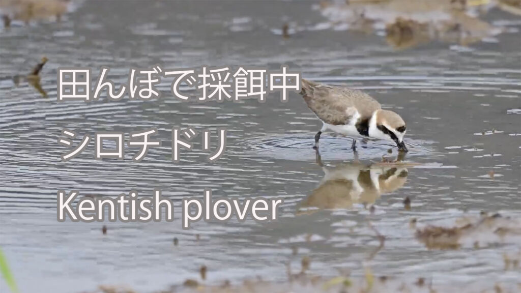 【田んぼで採餌中】シロチドリKentish plover