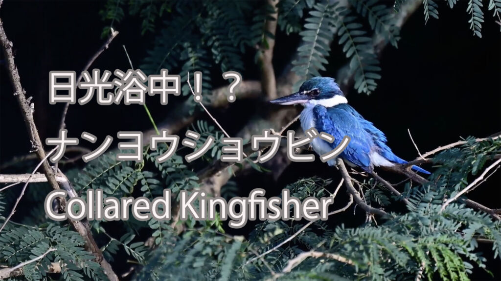 【日光浴中！？】ナンヨウショウビン Collared Kingfisher