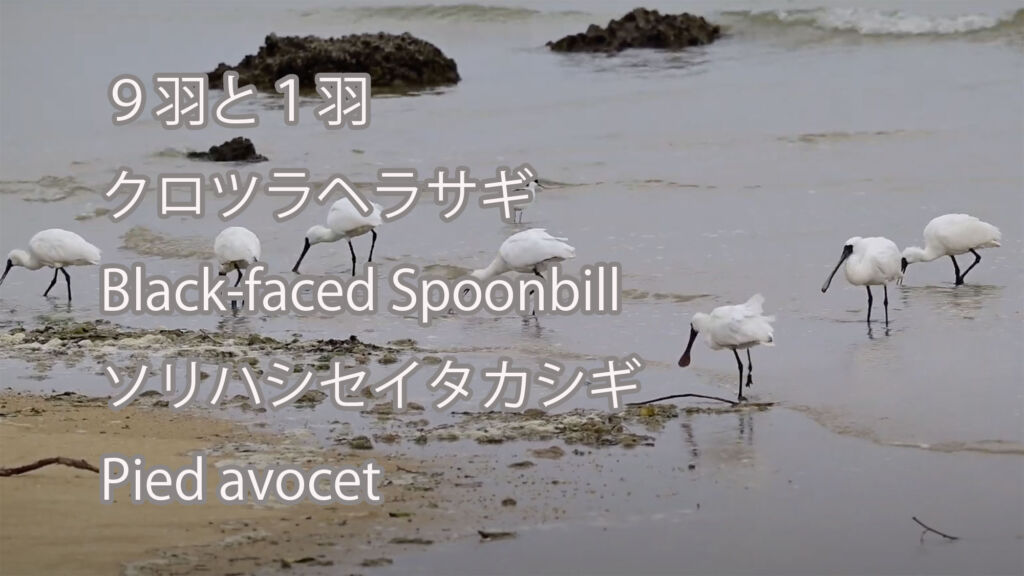 【９羽と１羽】クロツラヘラサギとソリハシセイタカシギ  Black-faced Spoonbill&Pied avocet