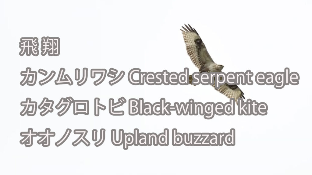 【飛翔】カンムリワシ、カタグロトビ、オオノスリ Crested serpent eagle&Black-winged kite&Upland buzzard