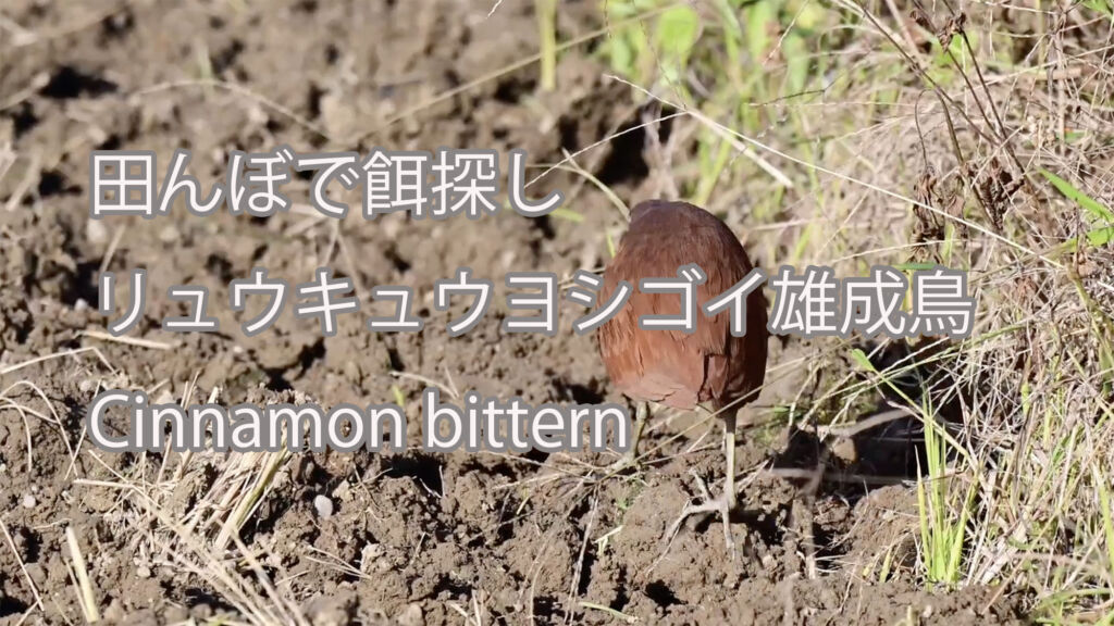 【田んぼで餌探し】 リュウキュウヨシゴイ雄成鳥  Cinnamon bittern