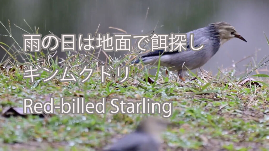 【雨の日は地面で餌探し】 ギンムクドリ Red-billed Starling