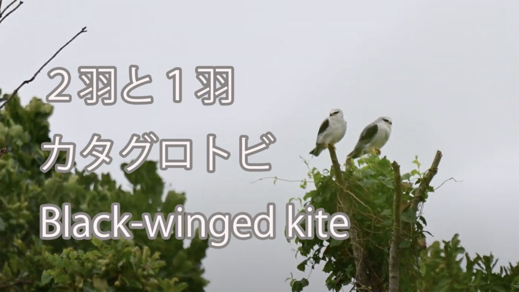 【２羽と１羽】カタグロトビ Black-winged kite