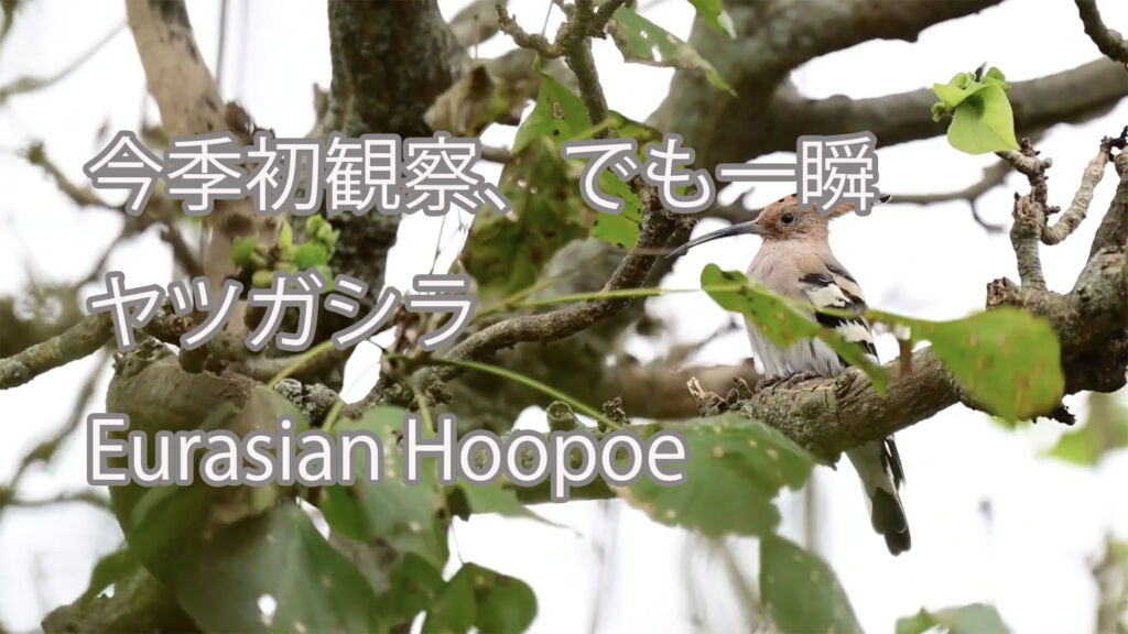 【今季初観察、でも一瞬】ヤツガシラ Eurasian Hoopoe