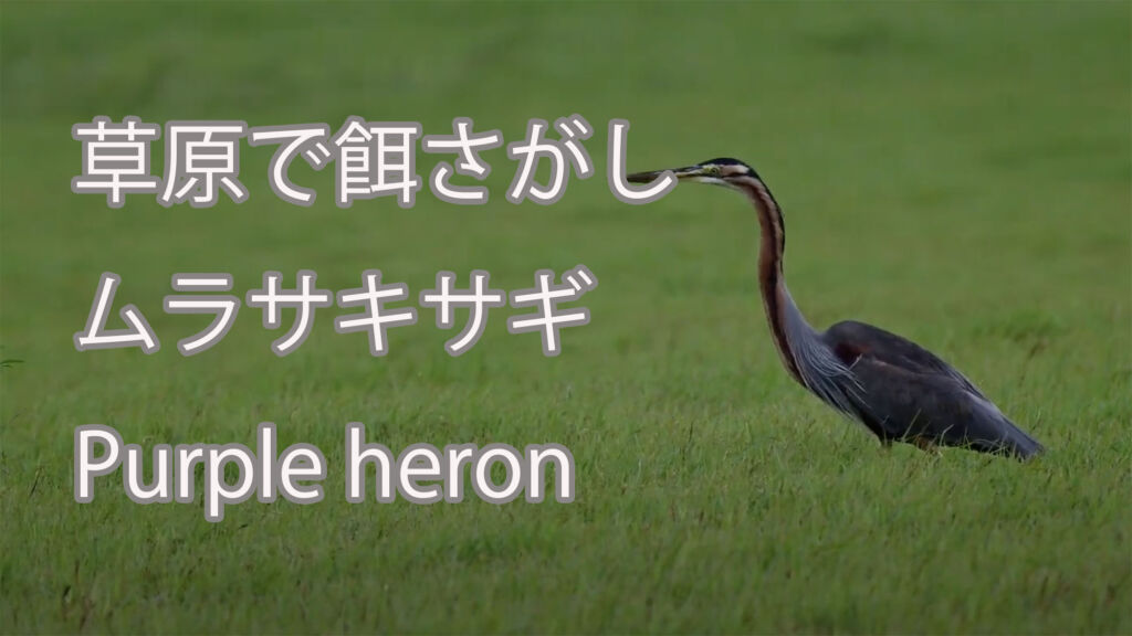 【草原で餌さがし】ムラサキサギ Purple heron