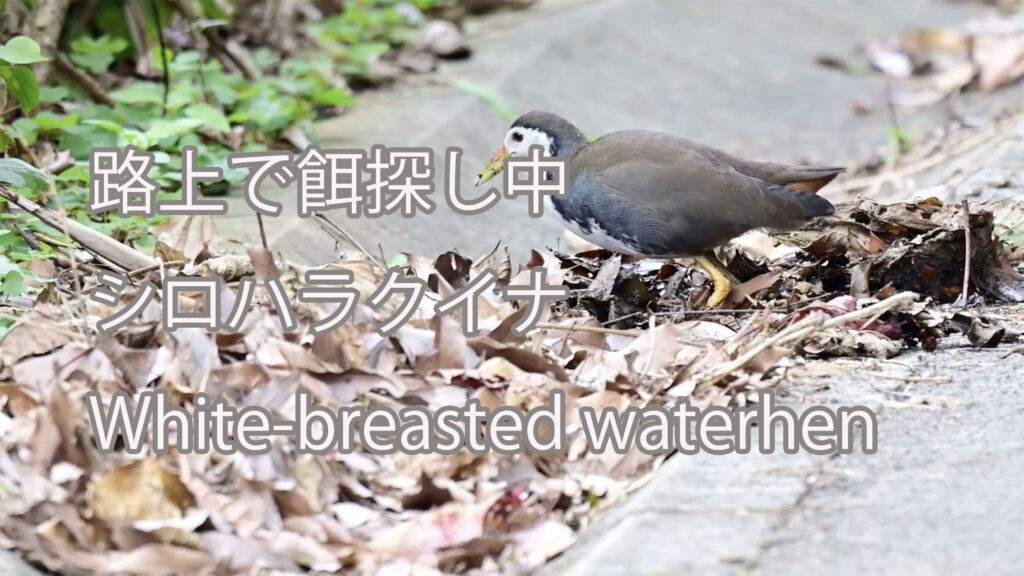 【路上で餌探し中】シロハラクイナ White-breasted waterhen