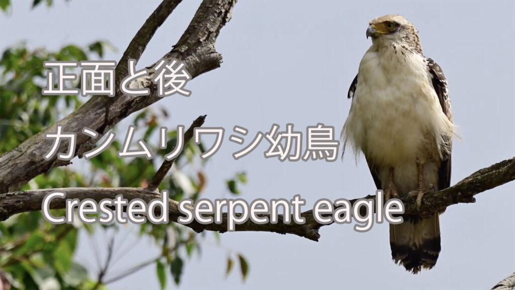 【正面と後】カンムリワシ幼鳥 Crested serpent eagle